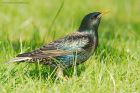 starling_gdn_070518a.jpg