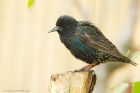 starling_gdn_100620aa.jpg