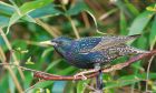 starling_gdn_110419a.jpg