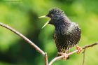 Filename=starling_gdn_120521a.jpg
Filesize=898KB
Dimensions=1300x867
Date added=May 26, 2021 starling_gdn_120521a.jpg