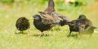 starling_gdn_140520c.jpg