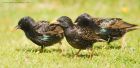 starling_gdn_140520e.jpg