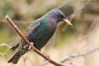 starling_gdn_210221f.jpg