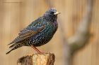 starling_gdn_270120a.jpg