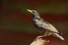 starling_gdn_270520a~0.jpg