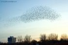 starlings_011111c.jpg