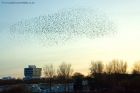 starlings_011111d.jpg