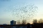 starlings_011111g.jpg