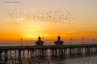 starlings_050117b.jpg