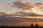 starlings_071116c.jpg