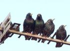 starlings_080308a.jpg