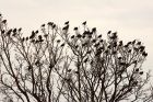 starlings_080308b.jpg