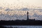 starlings_091110a.jpg