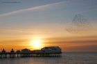 Filename=starlings_150216b.jpg
Filesize=386KB
Dimensions=1200x800
Date added=Aug 21, 2016 starlings_150216b.jpg