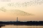 starlings_191110a.jpg