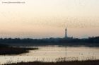 starlings_191110c.jpg