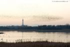 starlings_191110e.jpg