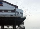 starlings_201114d.jpg