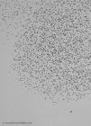 starlings_221111a.jpg