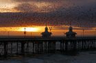 starlings_291218a.jpg