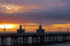 starlings_291218g.jpg