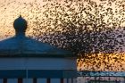 starlings_291218j.jpg