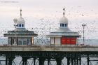 starlings_NP_021219b.jpg