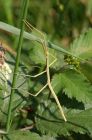 stickInsect_020607a.jpg