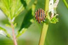 stinkBug_230619a.jpg