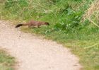 stoat_100409a.jpg