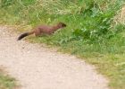 stoat_100409b.jpg