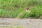 Filename=stoat_MMWWT_270820b.jpg
Filesize=681KB
Dimensions=1200x800
Date added=Apr 12, 2021 stoat_MMWWT_270820b.jpg