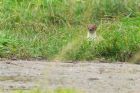 stoat_MMWWT_270820b.jpg