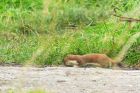 stoat_MMWWT_270820e.jpg