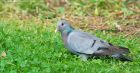 stockDove_120719c.jpg