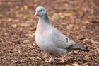 stockDove_MM_040221a.jpg