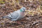 stockDove_MM_050121b.jpg