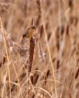 stonechat_030109b.jpg