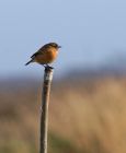 stonechat_1402b.jpg