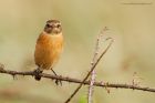 stonechat_141016a.jpg