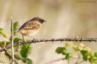 stonechat_141016d.jpg