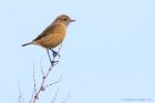 stonechat_141016f.jpg