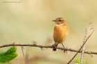 stonechat_141016h.jpg