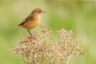 stonechat_141016j.jpg