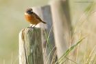 stonechat_141016k.jpg