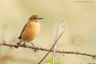 stonechat_141016m.jpg