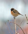 stonechat_1502a.jpg