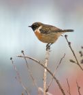 stonechat_1502f.jpg