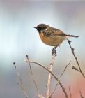 stonechat_1502k.jpg