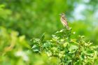 stonechat_190619a.jpg